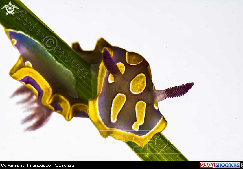 A Felmidia