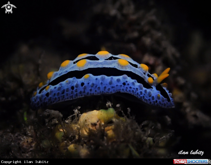 A nudibranch