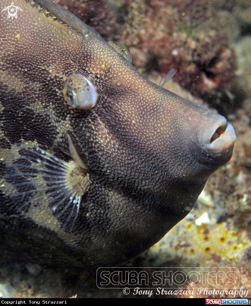 A Fan belly leatherjacket