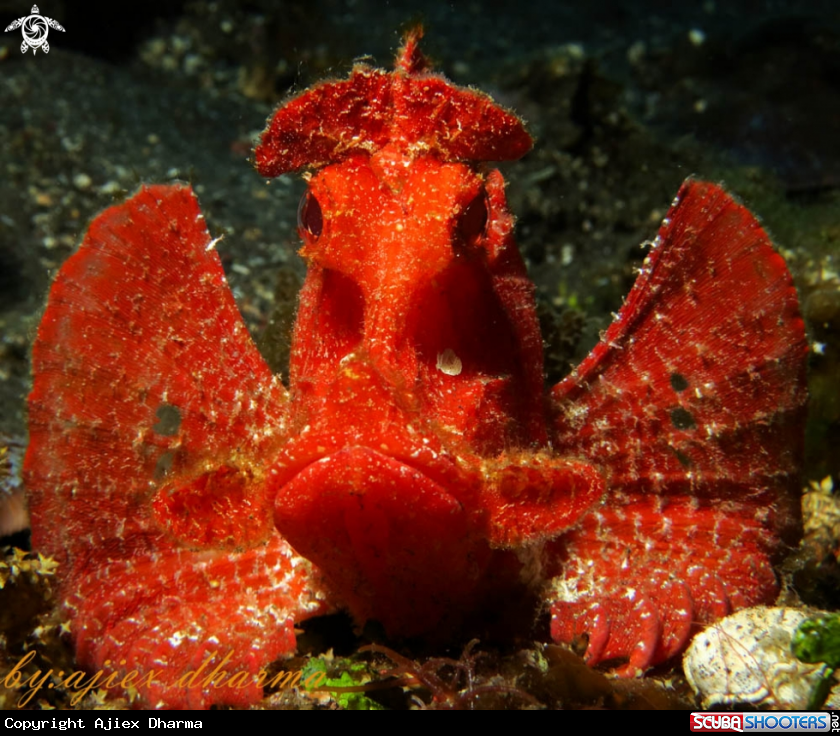 A rhinopias