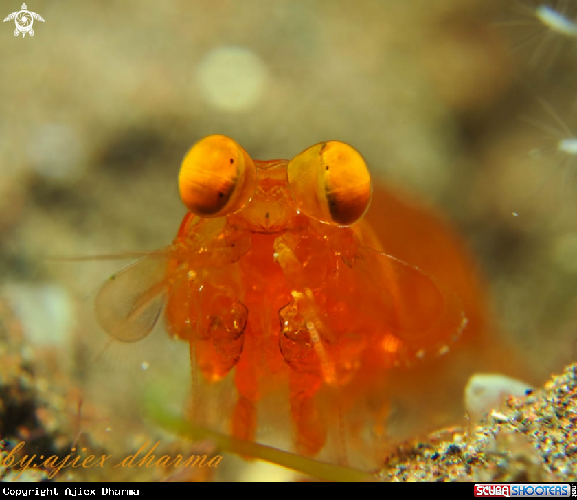 A mantis shrimp 