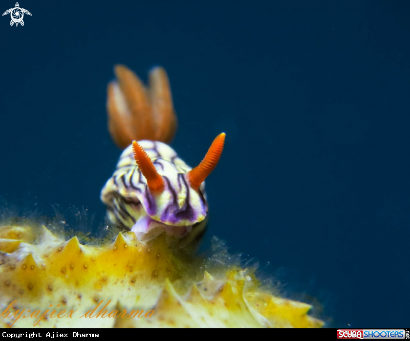A hypselodoris zephyra 