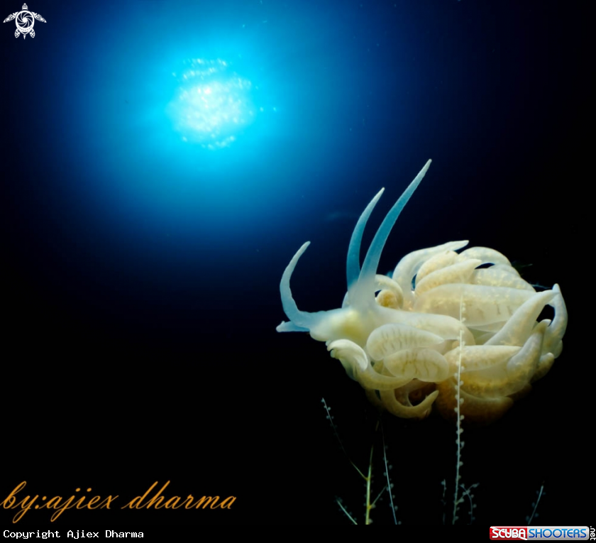 A phyllodesmium iriomotense 