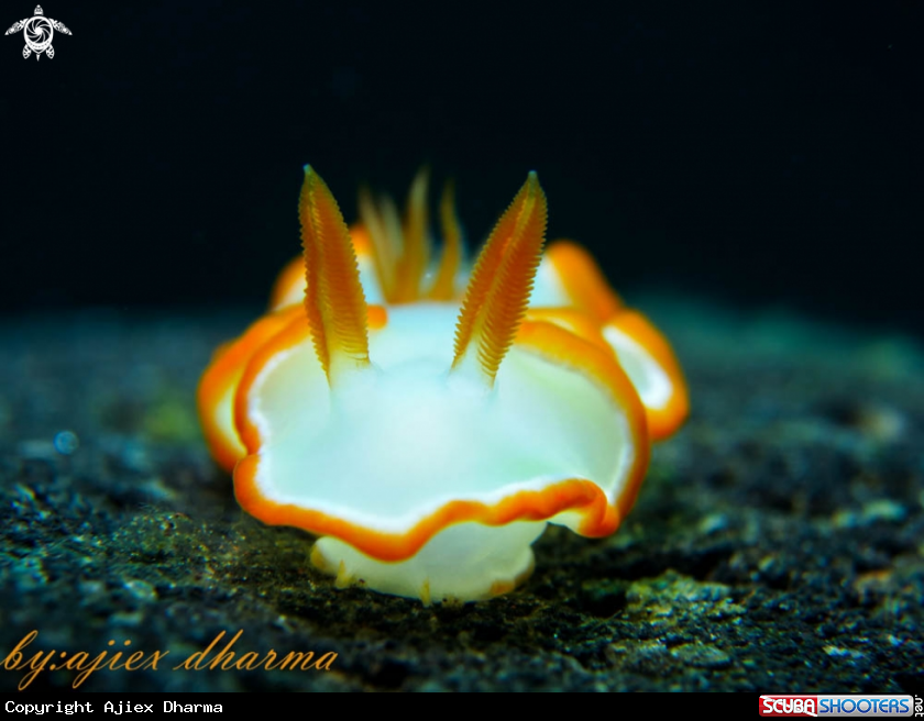 A ardeadoris averni 