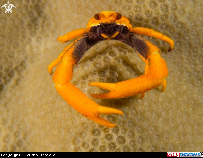 A Crinoid Squat Lobster