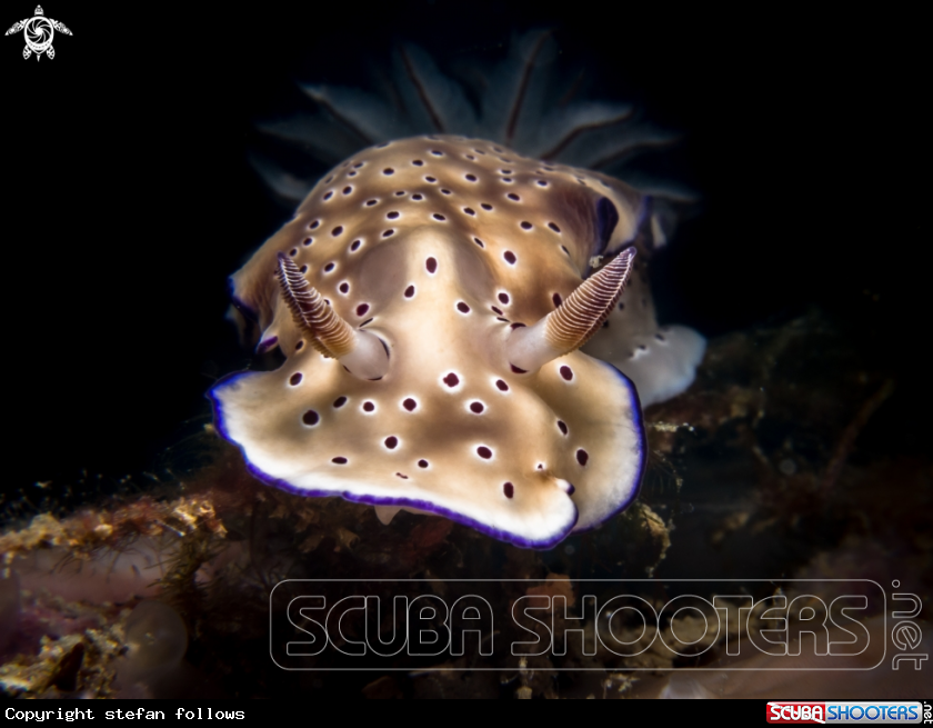 A Nudibranch