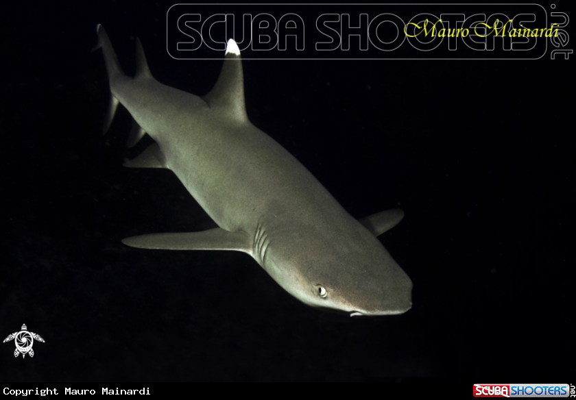 A Shark reef white tip