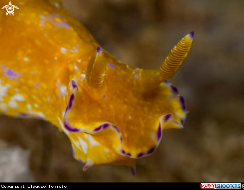 A Ceratosoma Tenue