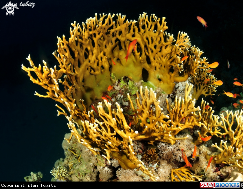 A fire  corals 