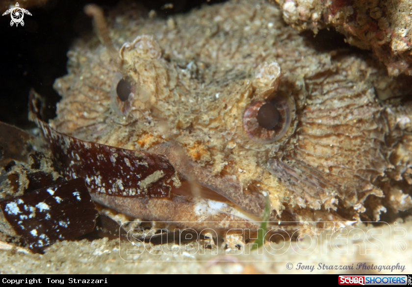 A Eastern frogfish