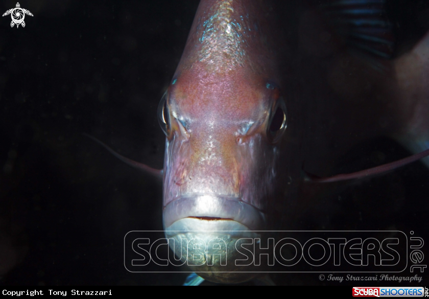 A Snapper