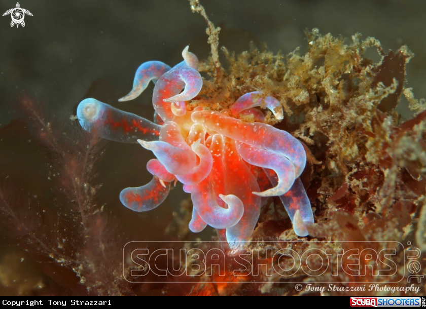 A Pink Fluffy Phyllodesmium