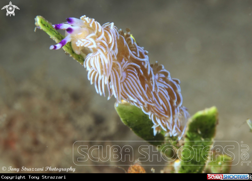 A Blue Dragon -White  Colour Variation
