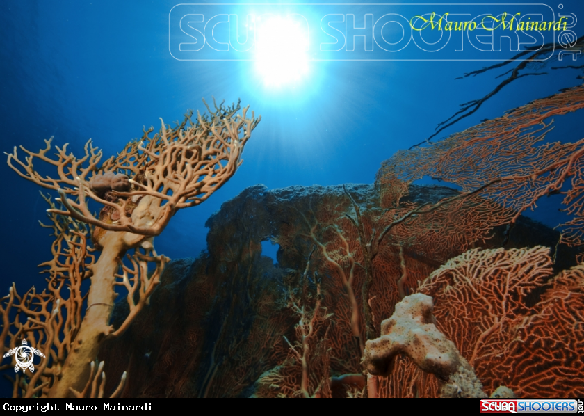 A Reef panorama