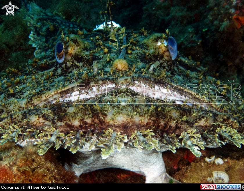 A Anglerfish