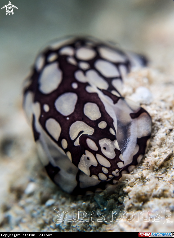 A Head Sheild Slug