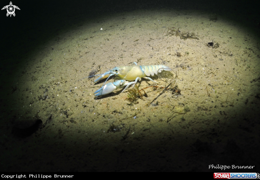 A crayfish