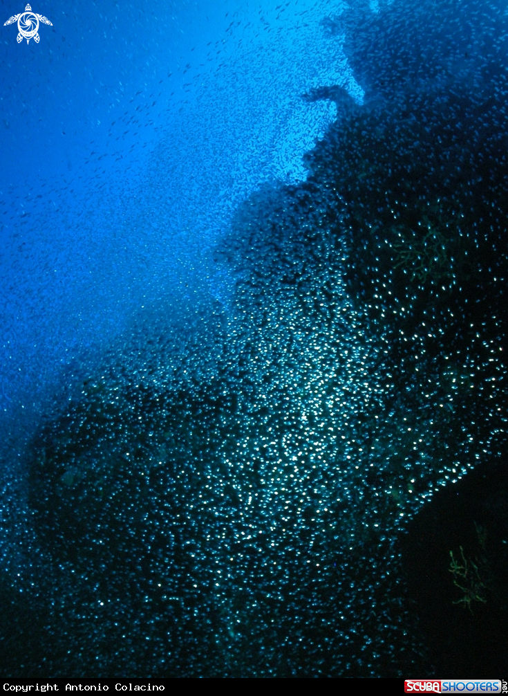 A underwater creature