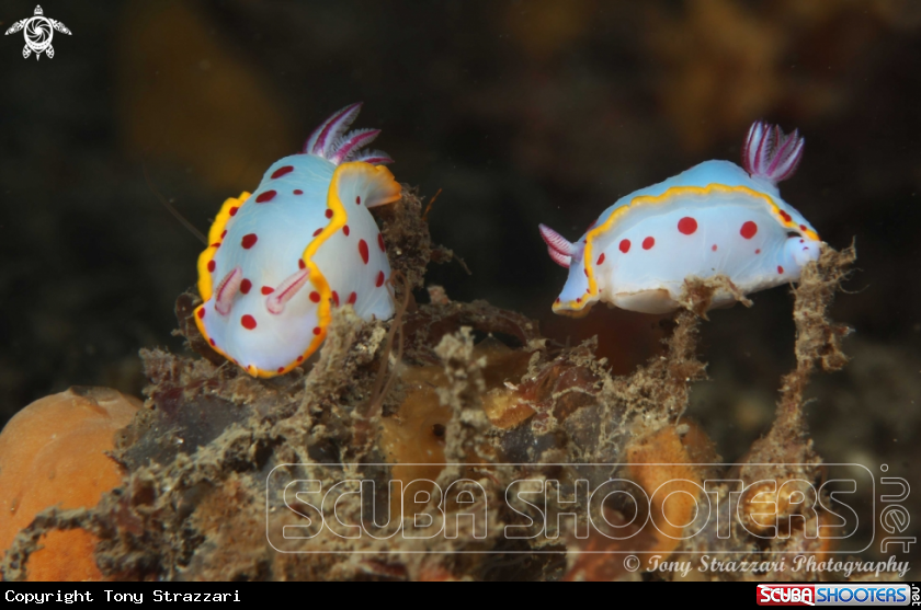 A Bennett's Hypselodoris