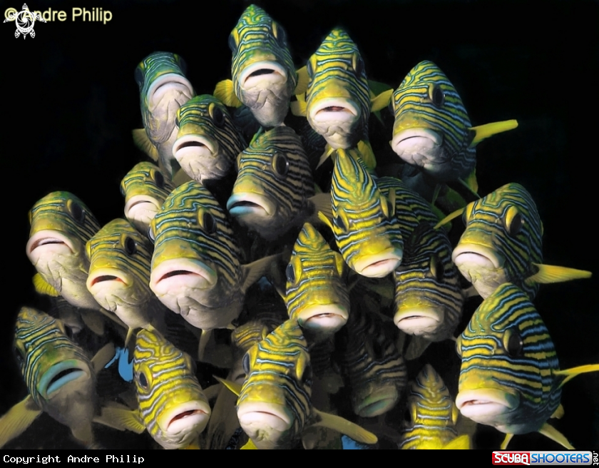 A Yellow Ribbon Sweetlips
