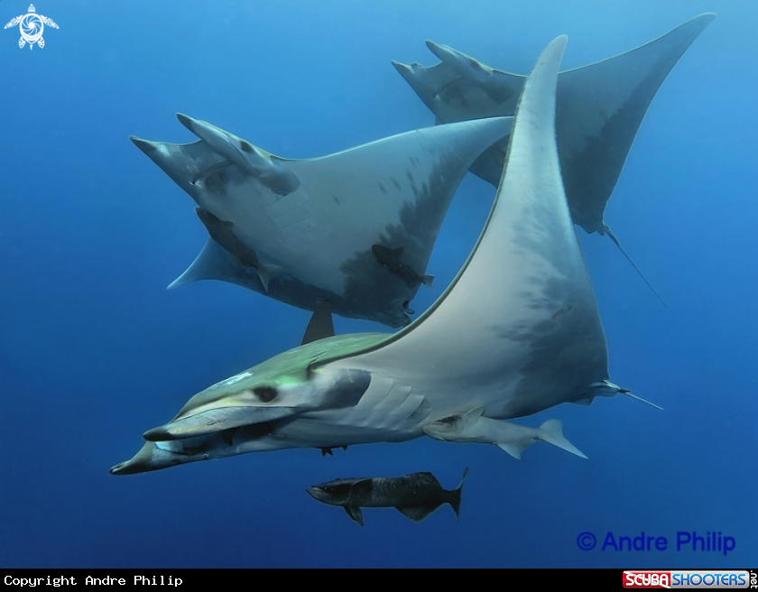 A Mobula