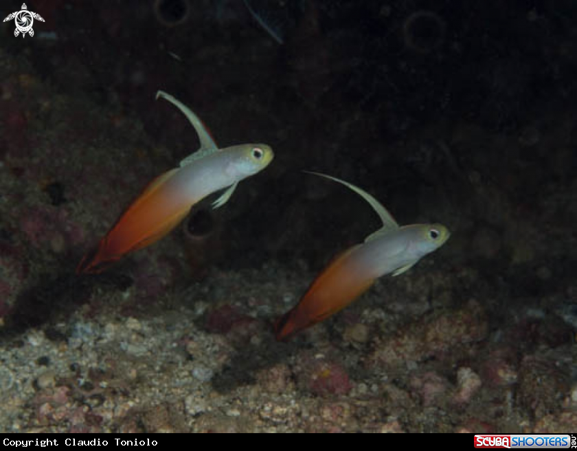A Fire Dartfish