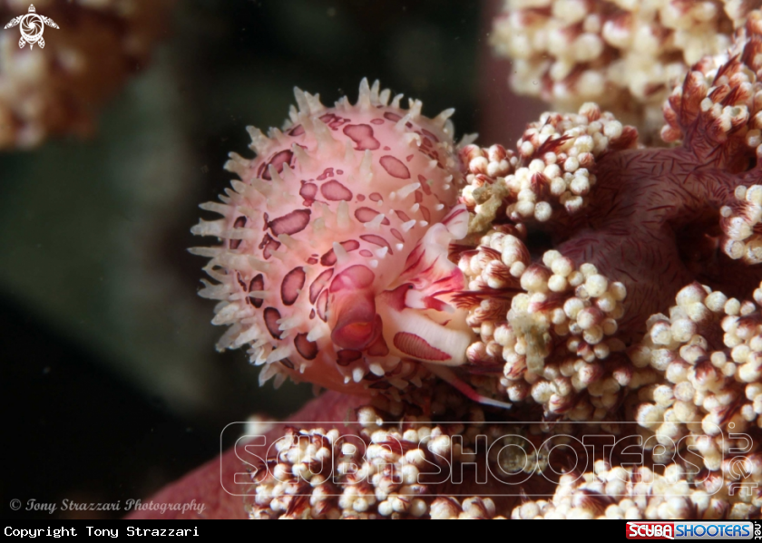 A Cavanagh's Egg Cowry