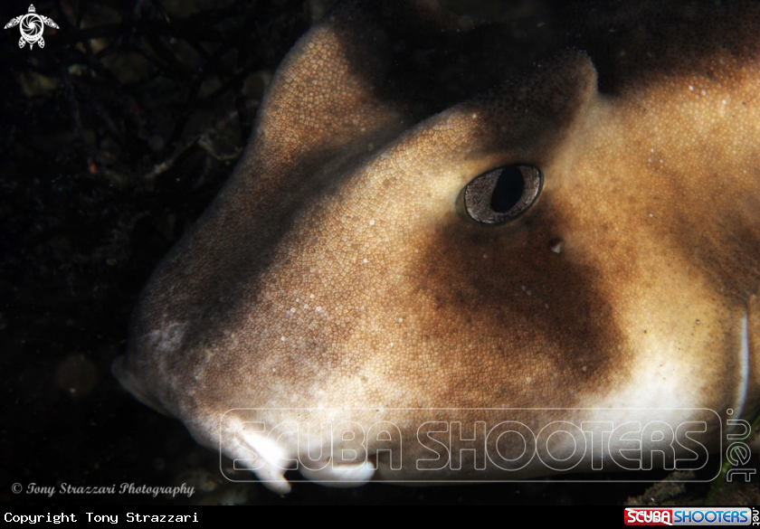 A Crested horn shark