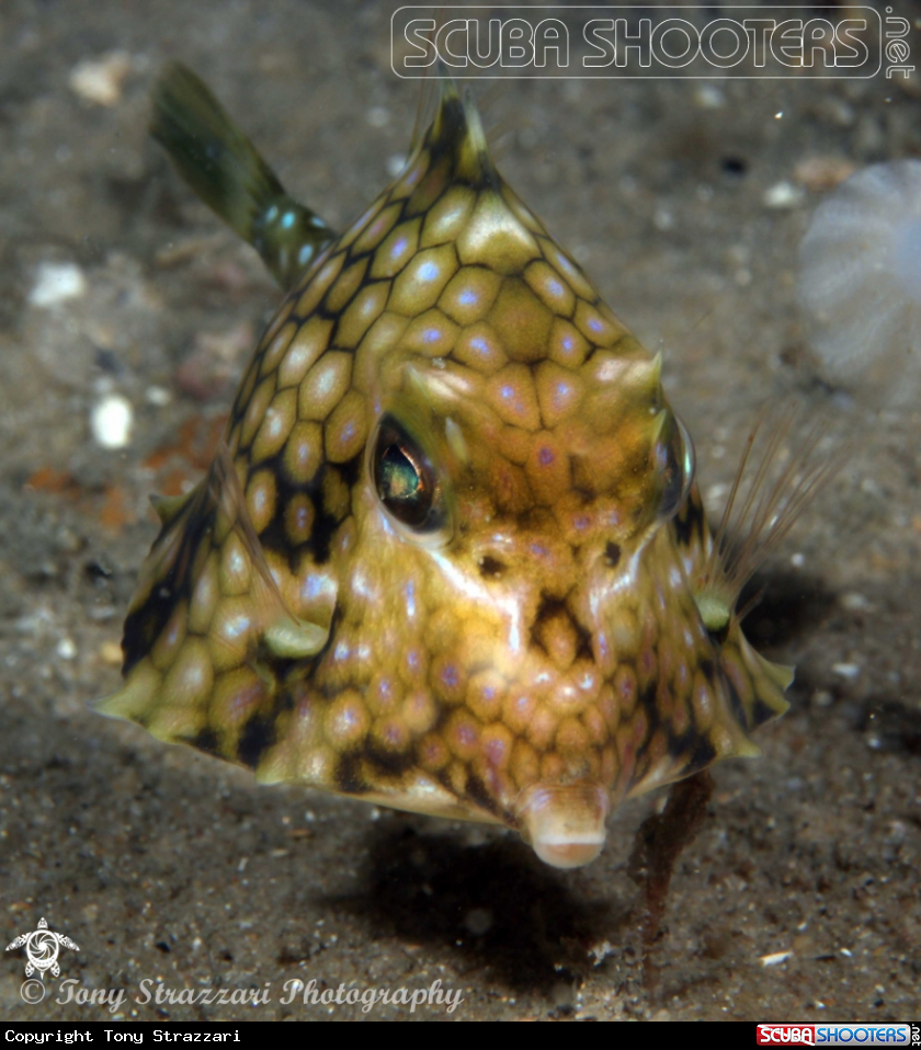 A Turretfish