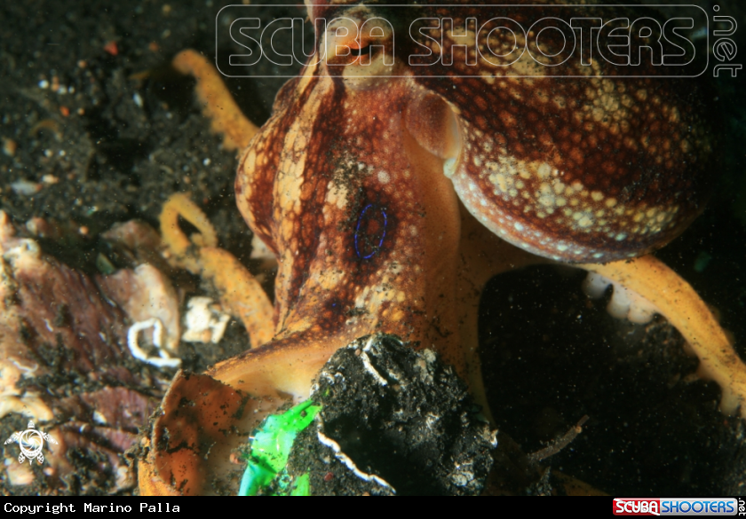 A cattel fish