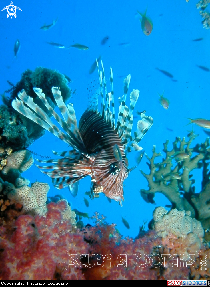 A Lion fish