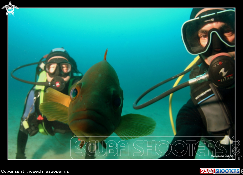 A Grouper