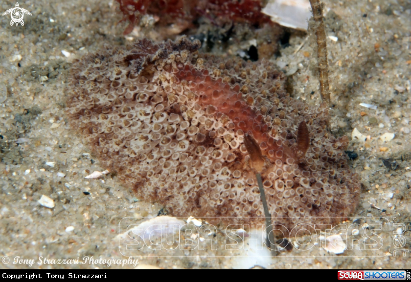 A Nodulose Hoplodoris