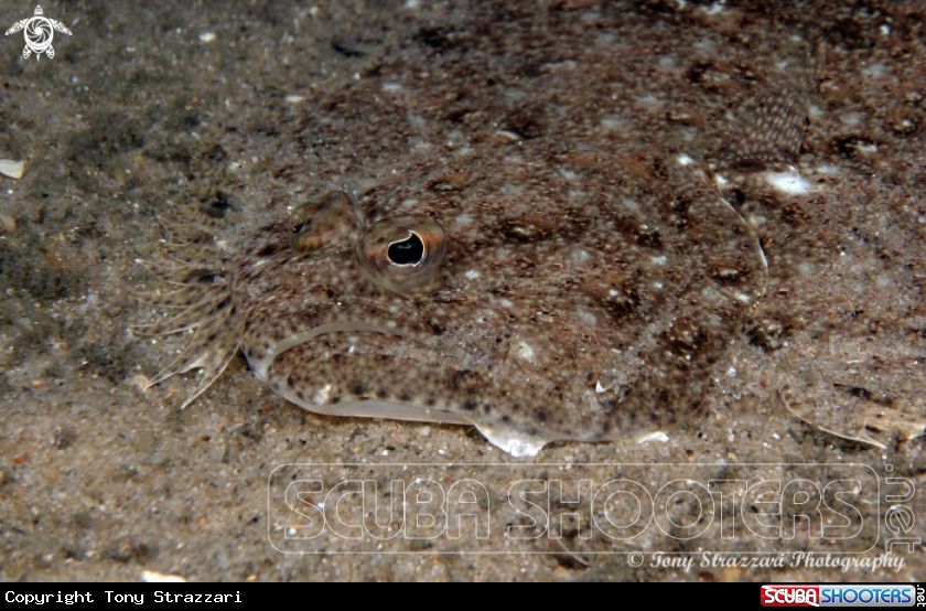 A Small Tooth Flounder