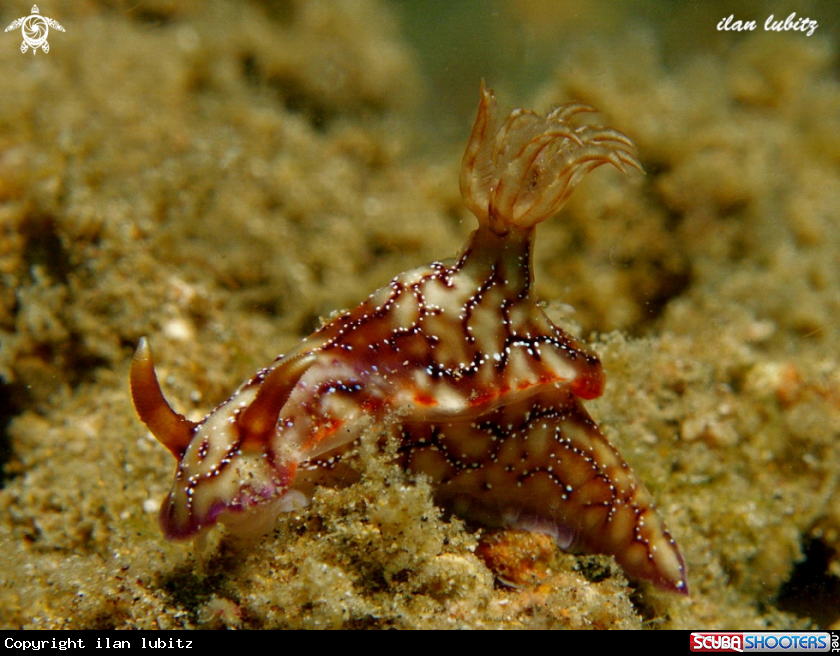 A nudibranch