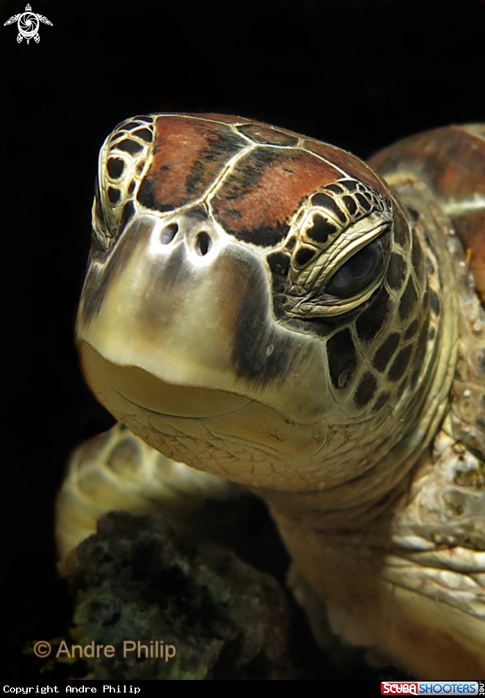 A Green Turtle