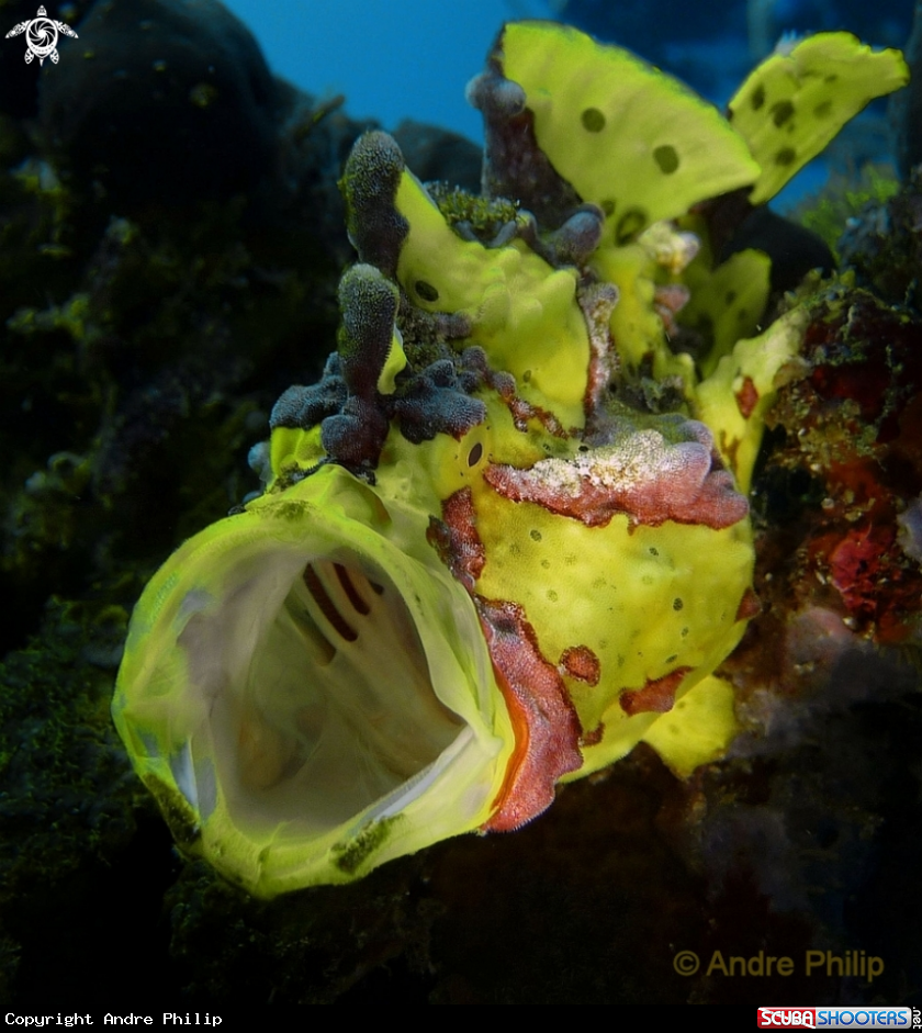 A Frogfish