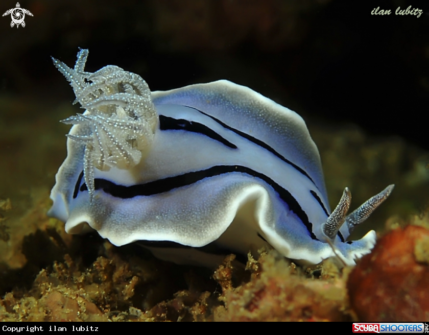 A nudibranch