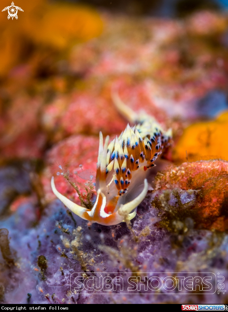 A Nudibranch