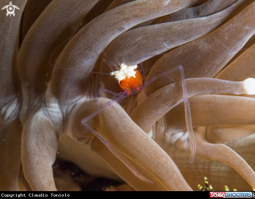 A Commensal Shrimp
