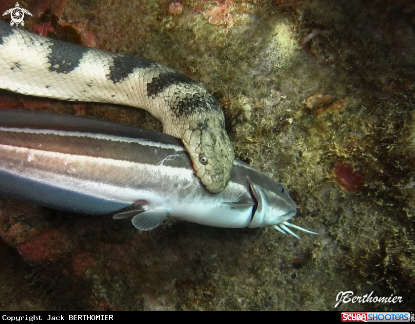 A  Hydrophis major  