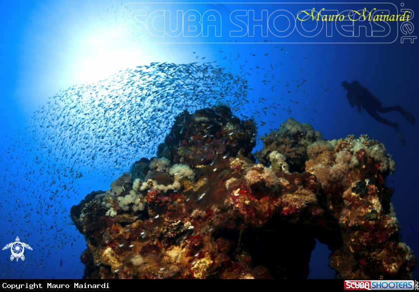 A Reef panorama