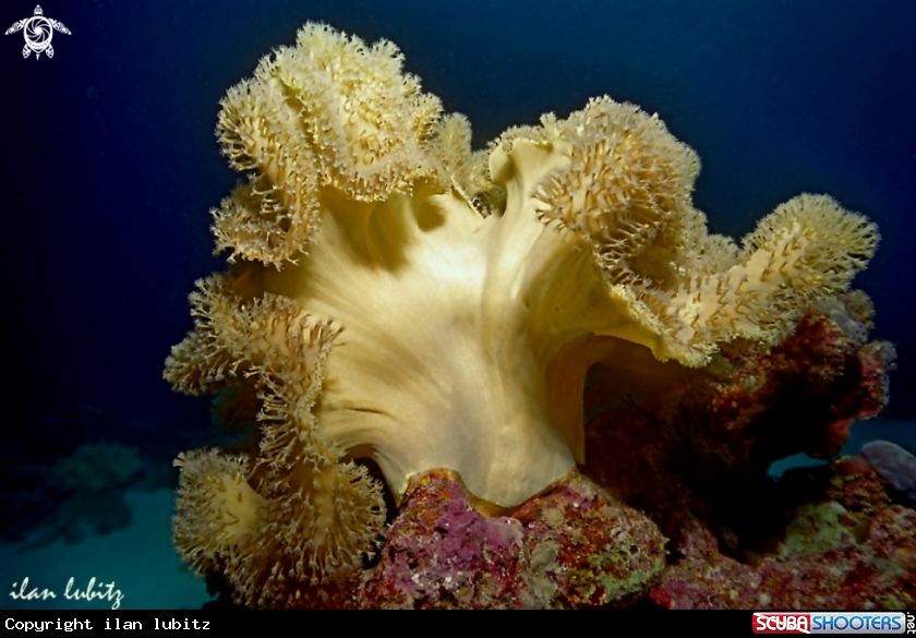 A soft coral