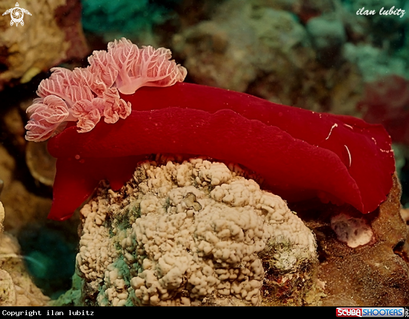 A nudibranch