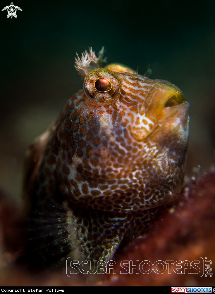 A  Blenny