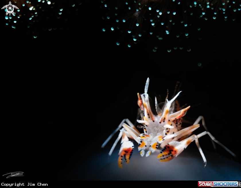 A Spiny Tiger Shrimp