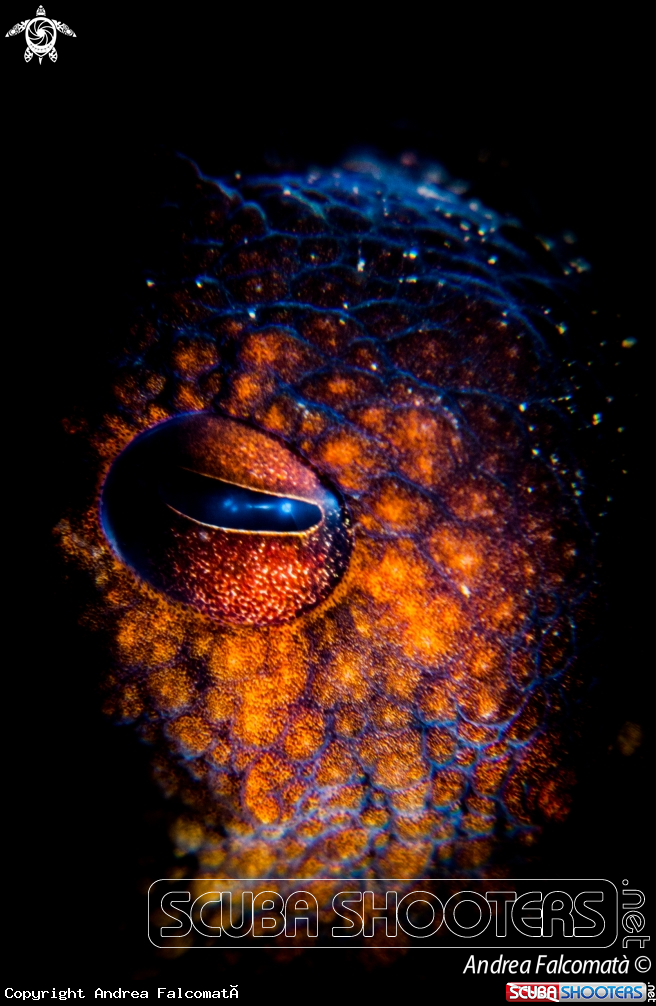 A Octopus