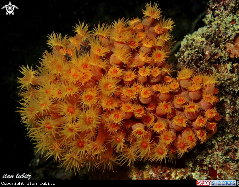 A coral