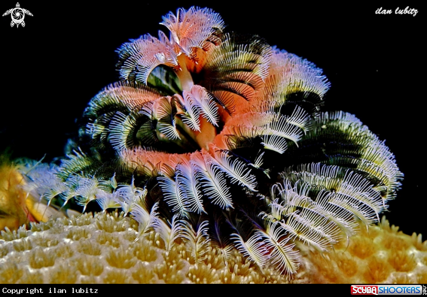 A sea worm