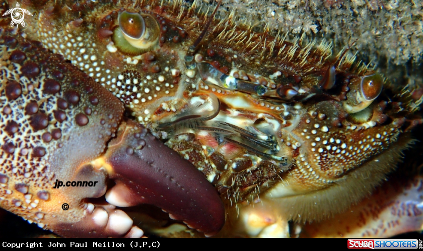 A Crabe
